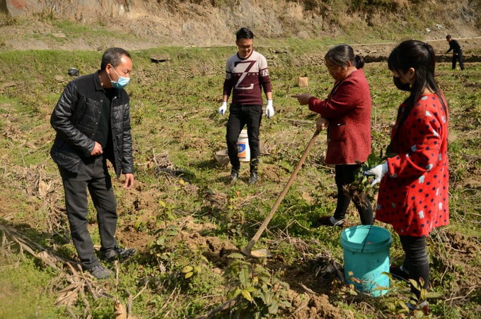 竹山县春季茶园管护渐入高潮(系列之十一)