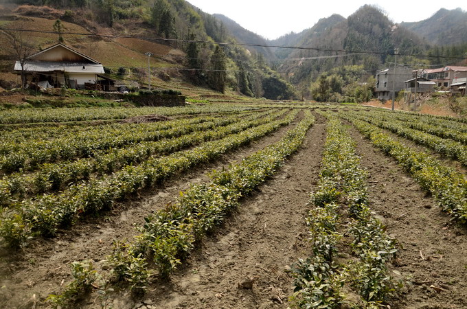 竹山县春季茶园管护渐入高潮(系列之十一)