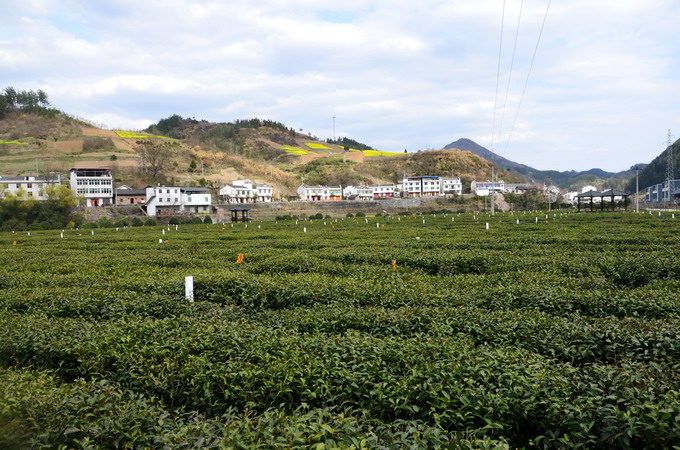 竹山县春季茶园管护渐入高潮(系列之十一)